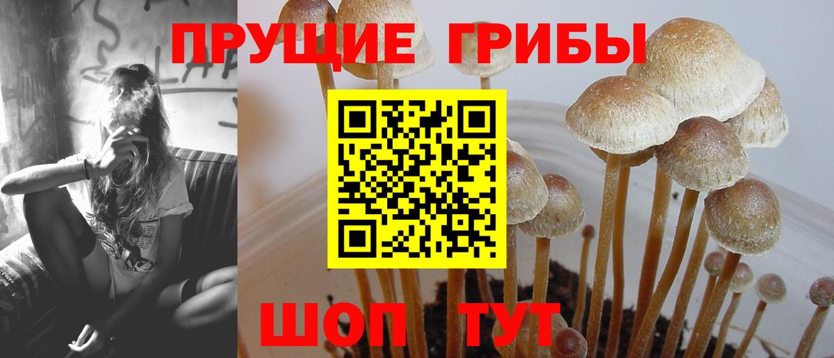 Котовск  Псилоцибиновые грибы прущие грибы  наркота  Вход с VPN 